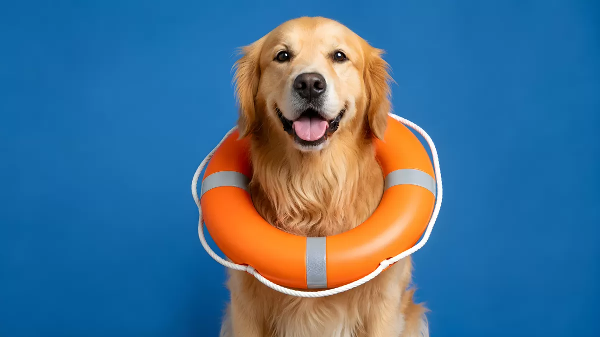 Golden Retriever mit orangem Rettungsring vor blauem Hintergrund
