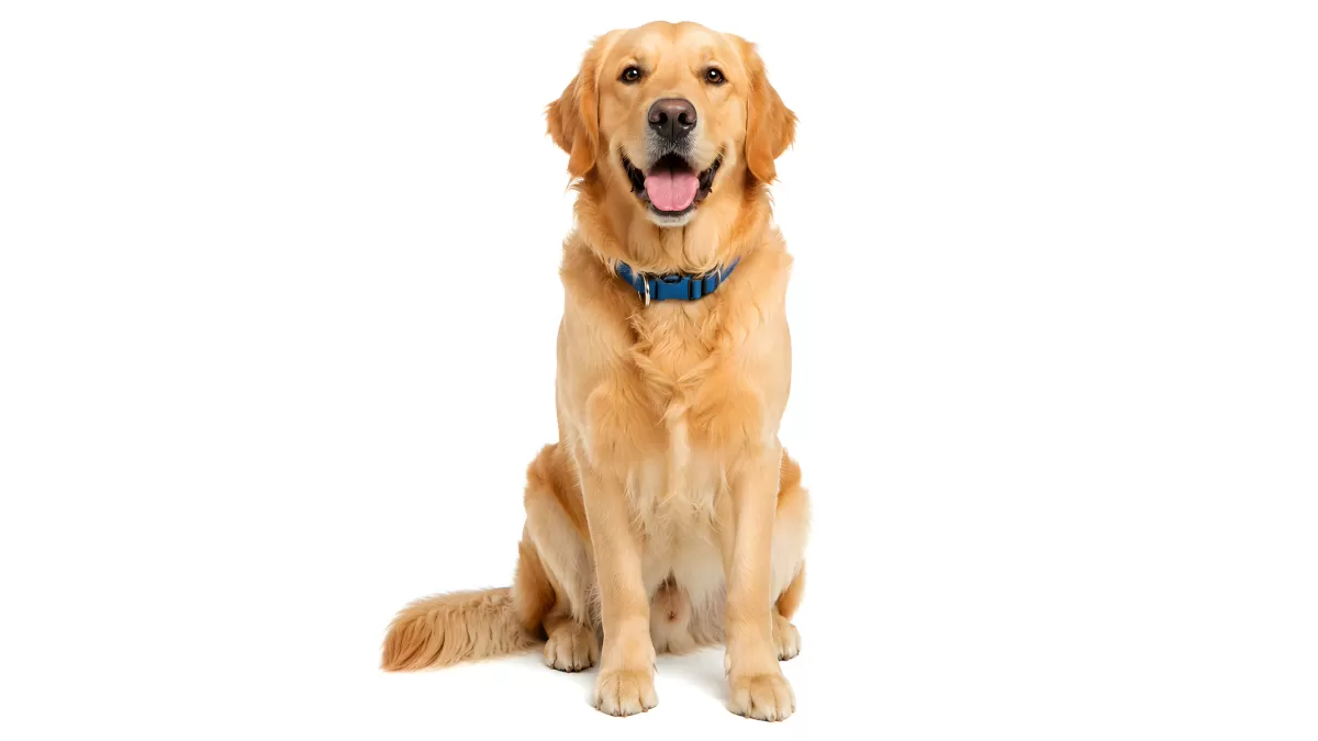Golden Retriever sitzt aufmerksam vor weißem Hintergrund