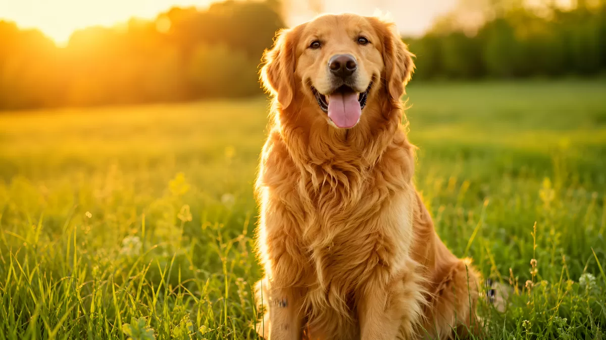 Golden Retriever sitzt glücklich auf grüner Wiese im Sonnenuntergang