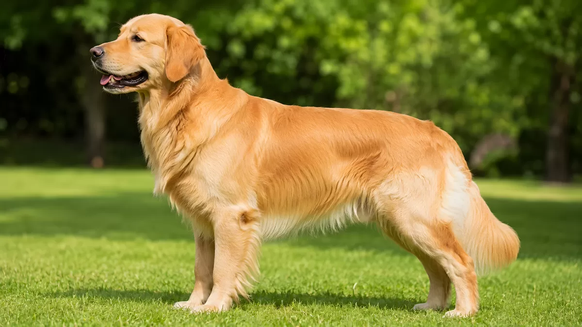 Golden Retriever steht stolz auf grüner Wiese