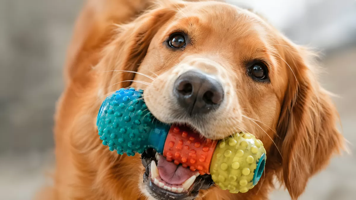 Golden Retriever trägt buntes Gummi-Hundespielzeug im Maul