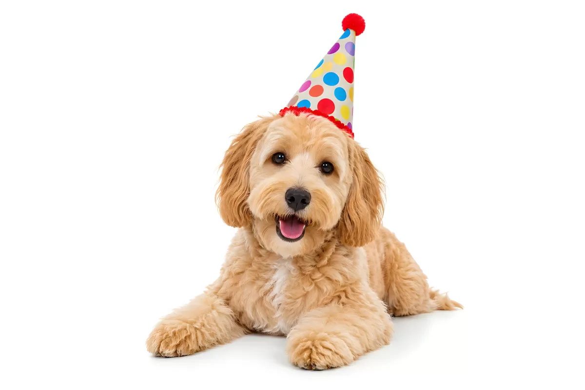 Goldendoodle Welpe mit buntem Geburtstagshut liegend