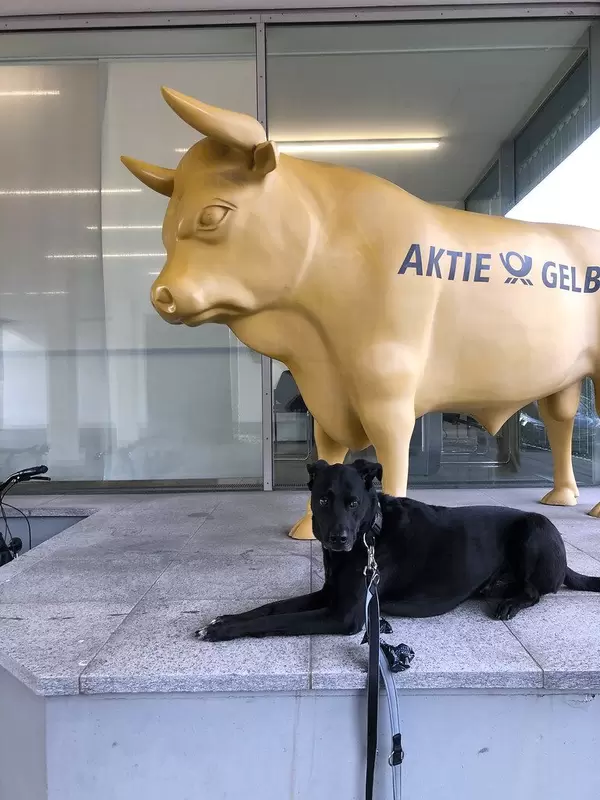 Goldener Bulle mit Aktie Gelb Aufschrift und ein schwarzer Hund mit Blick in die Kamera