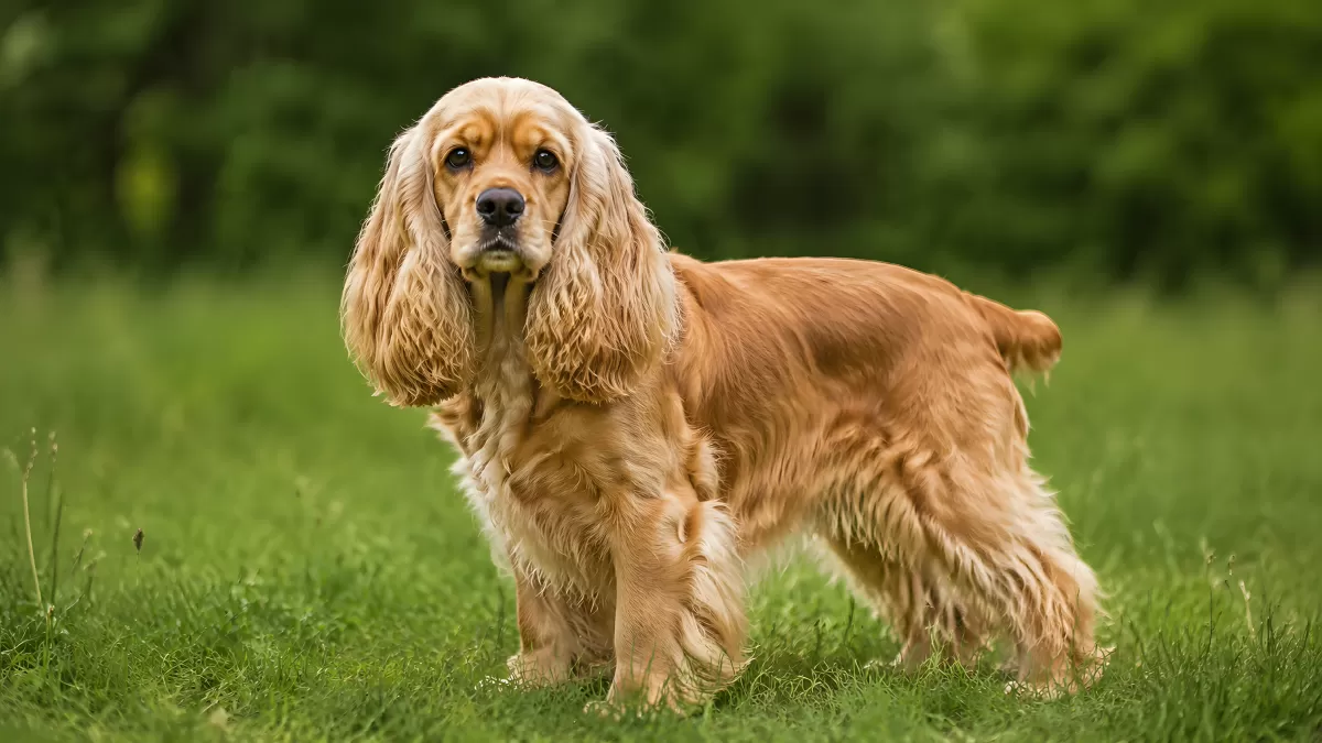 Goldener Cocker Spaniel steht auf grüner Wiese