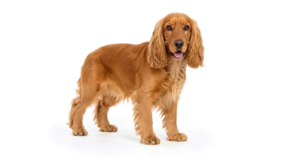 Goldener Cocker Spaniel steht vor weißem Hintergrund
