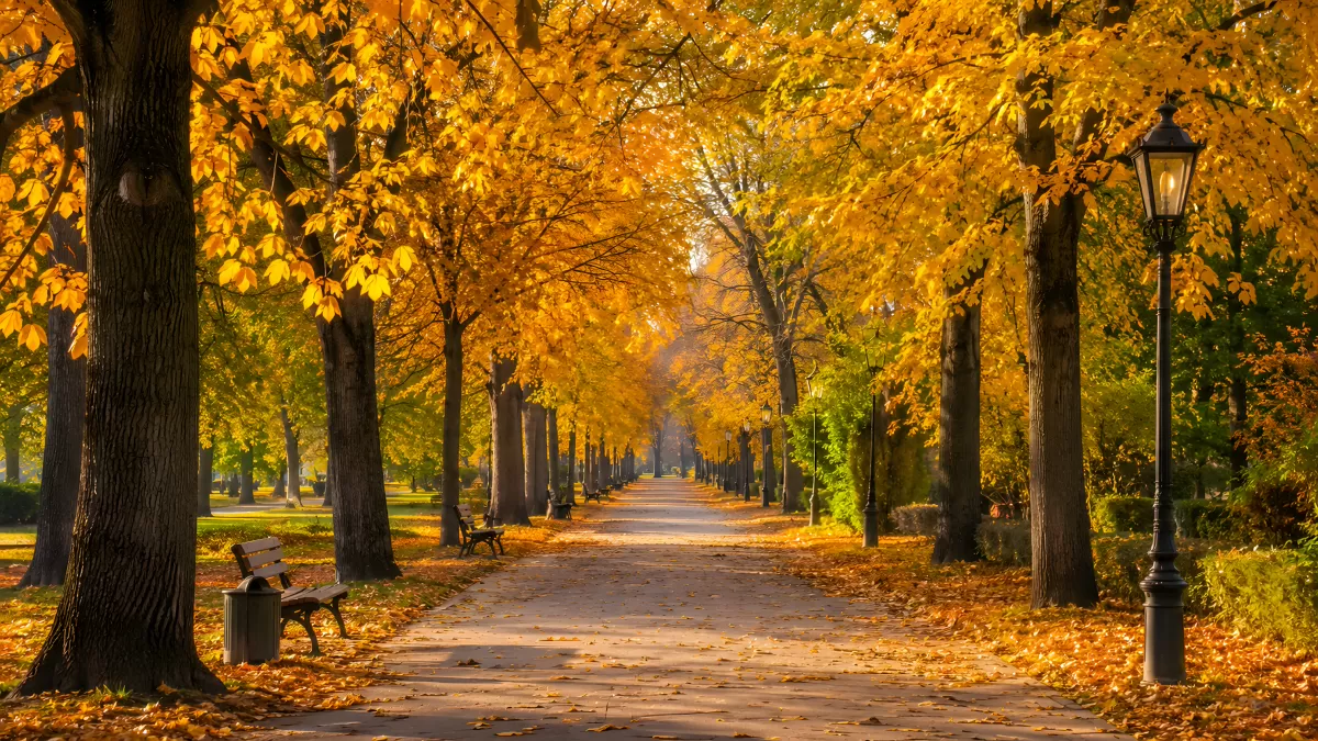 Goldener Herbstweg im Park mit Bäumen und Laternen