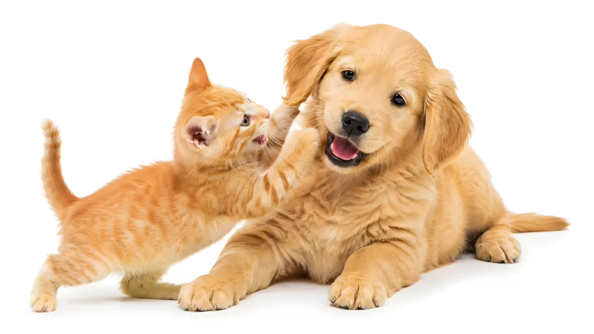 Goldener Retriever Welpe spielt mit orangem Kätzchen