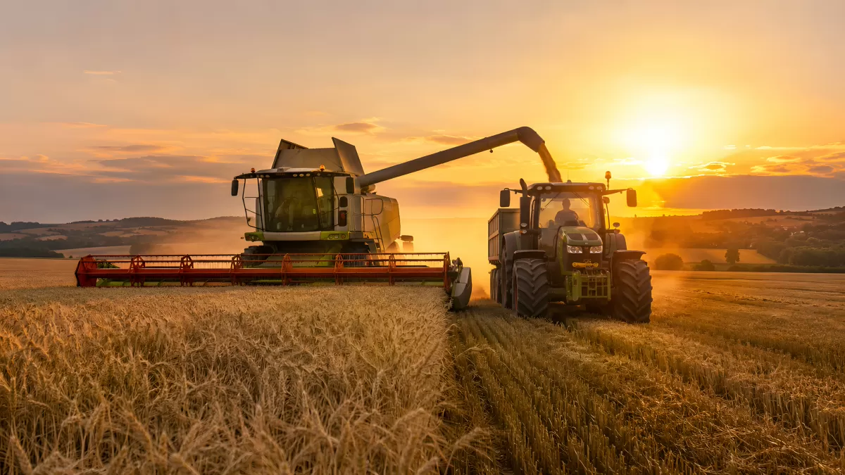 Goldener Sonnenuntergang über erntendem Mähdrescher