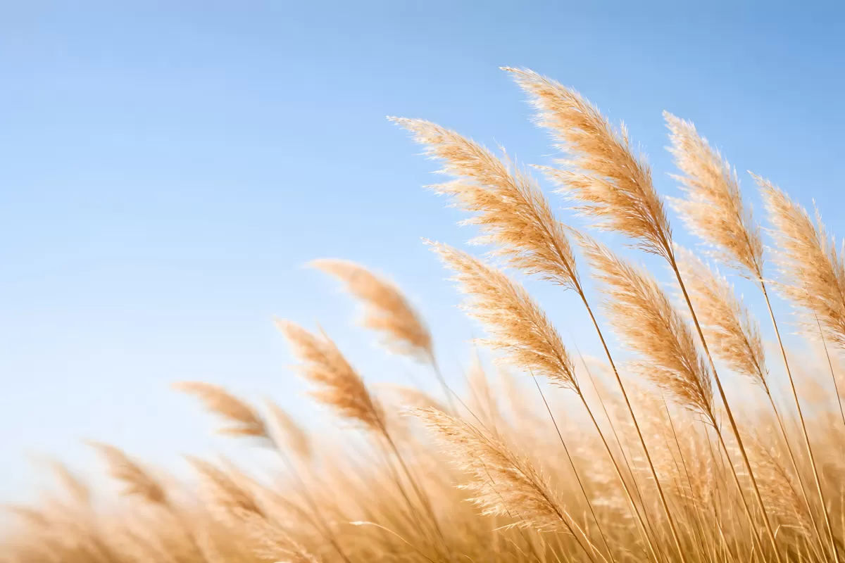 Goldenes Pampasgras weht im Wind vor blauem Himmel