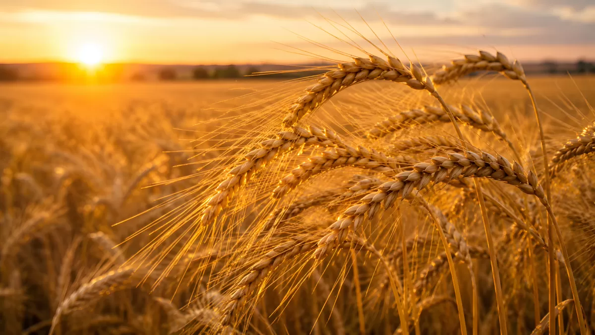 Goldenes Weizenfeld im sommerlichen Abendlicht