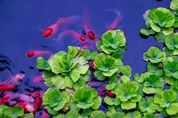 Goldfish eating the roots of lillies (Flip 2019)