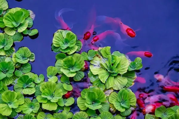 Goldfish eating the roots of lillies.jpg