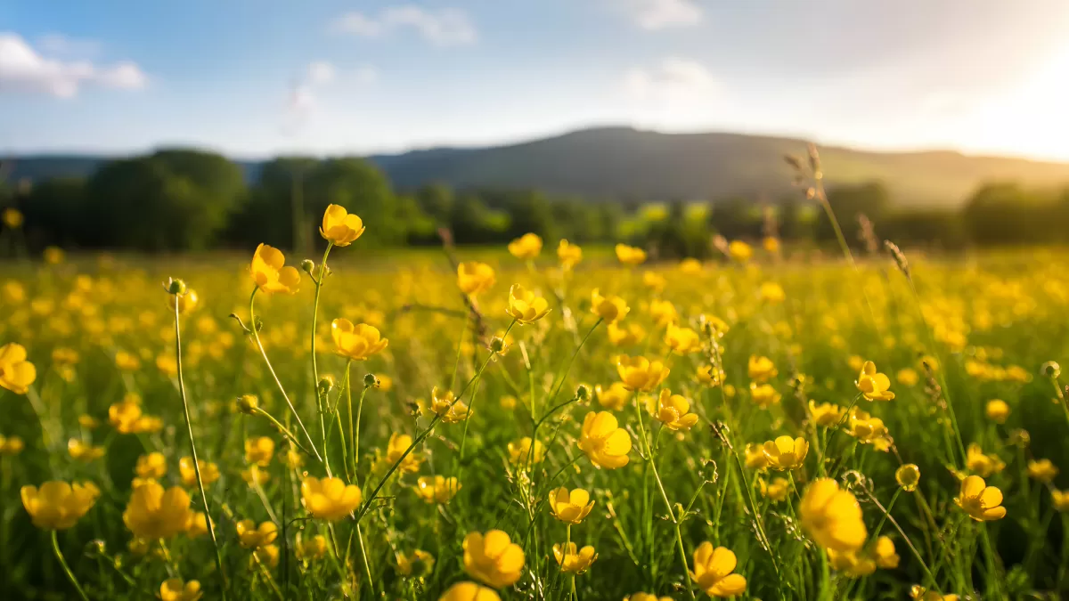 Goldgelbe Butterblumen auf sommerlicher Blumenwiese