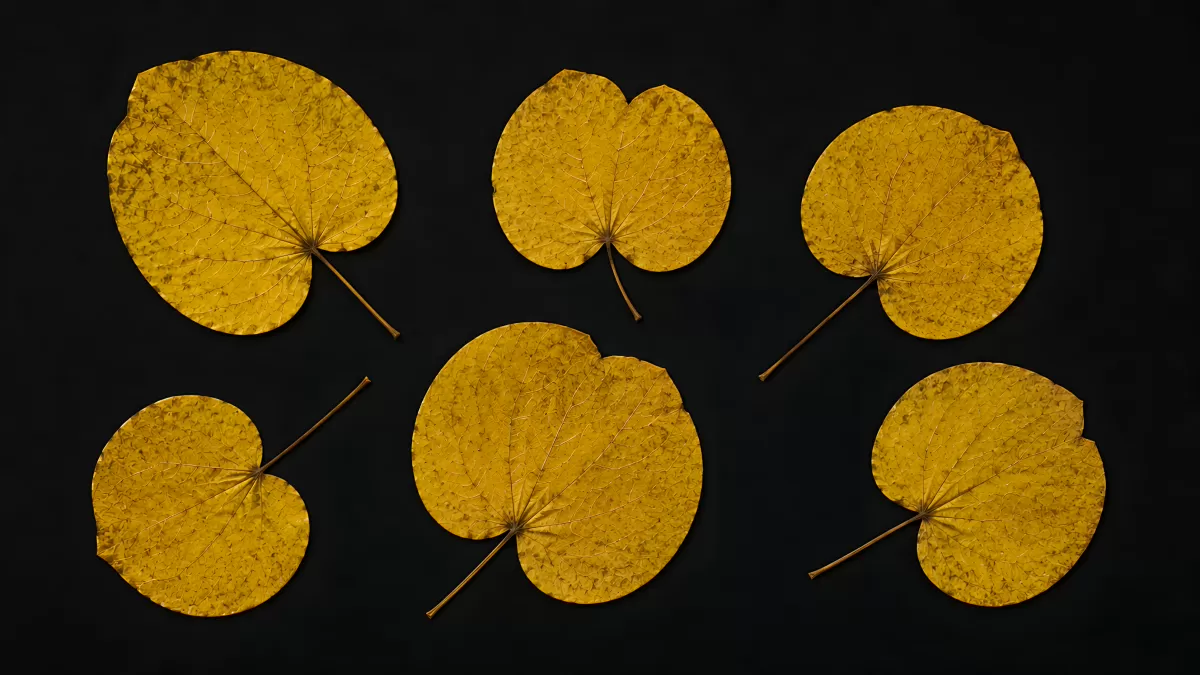 Goldgelbe Herbstblätter auf schwarzem Hintergrund