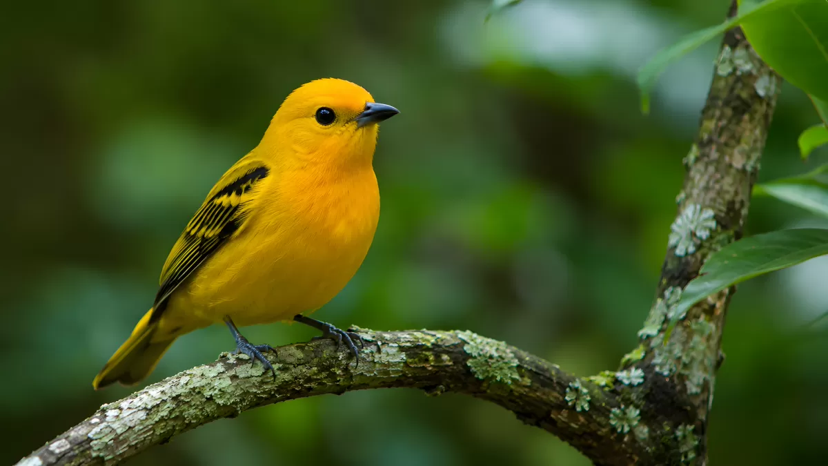 Goldgelber Vogel sitzt auf bemoostem Ast im Wald