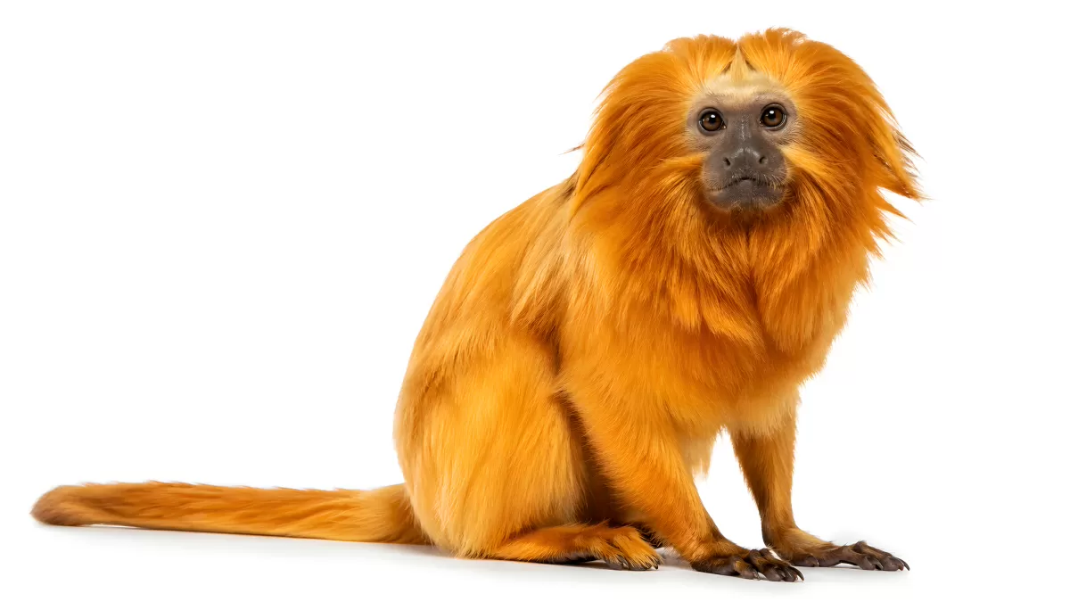 Goldgelbes Löwenäffchen sitzt vor weißem Hintergrund