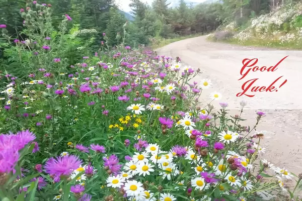 Good luck: Way in the Forrest