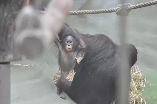 Gorilla-Baby im Kölner Zoo