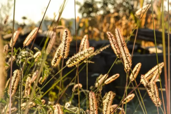 Grass spikelets