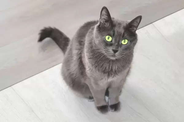 Graue Katze mit grünen AUgen