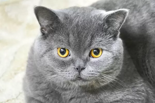 Graue Scottish Katze