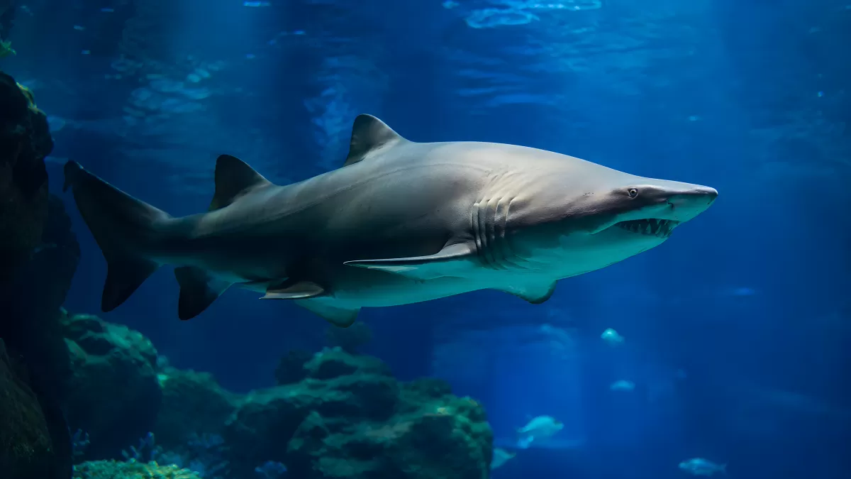 Grauer Hai schwimmt durch tiefblaues Meerwasser