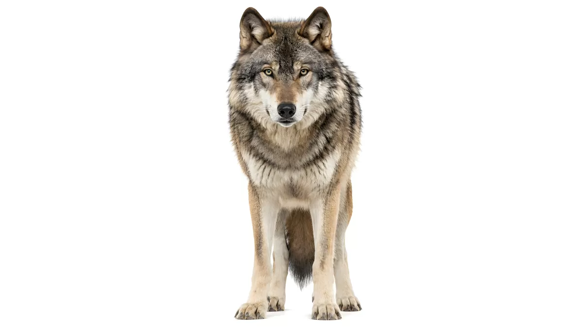Grauer Wolf steht frontal vor weißem Hintergrund