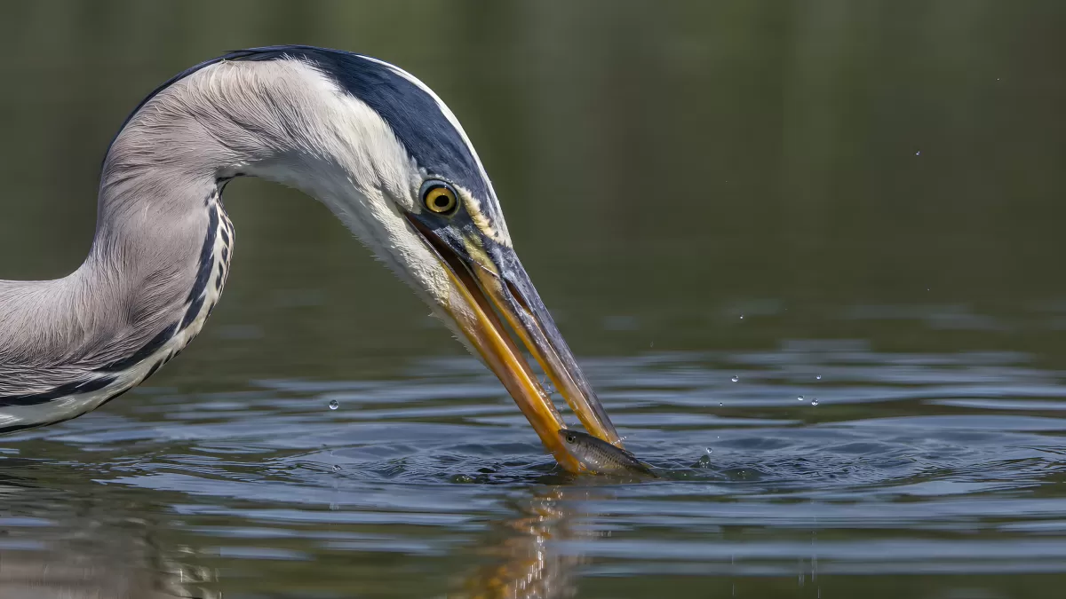 Graureiher fängt Fisch im Wasser – Nahaufnahme