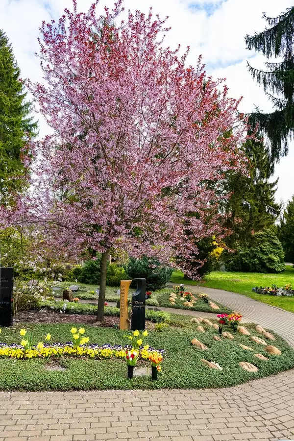Grave with many flowers under the colorful blooming pink tree