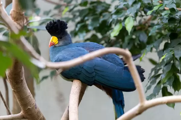 Great Blue Turaco (Corythaeola christata) / Riesenturako