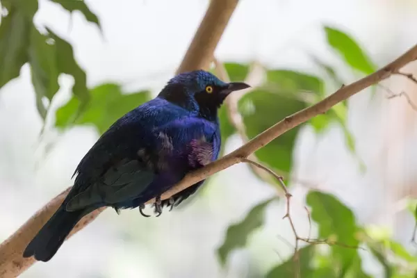 Greater Blue-eared Glossy starling / Grünschwanz-Glanzstar