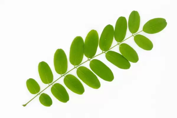 Green acacia branch on white background. Top view