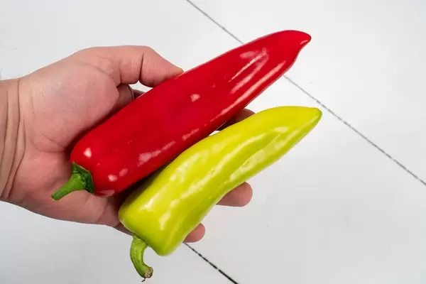 Green and Red Paprikas in the hand above white wooden table