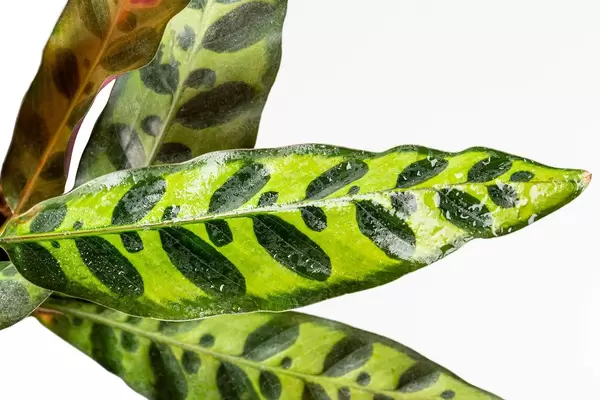 Green and yellow leaves nature pattern of houseplant