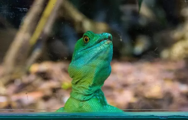 Green Anole Lizard in Tropicarium Budapest