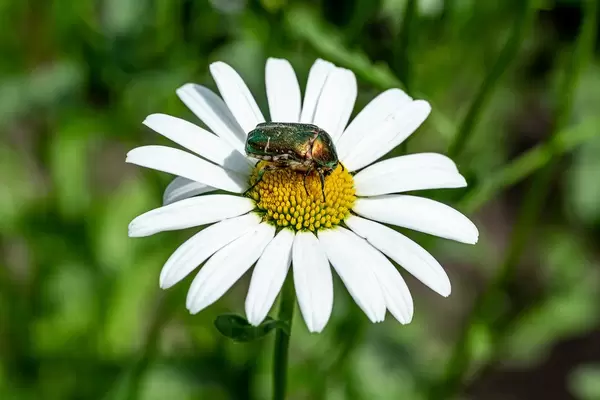 Green beetle on chamomile close-up