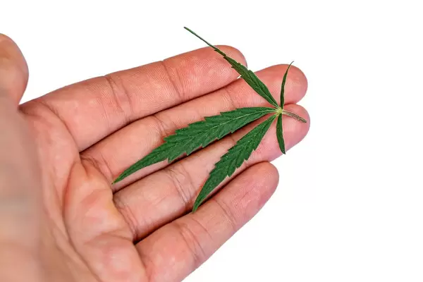 Green cannabis leaf on a woman's palm