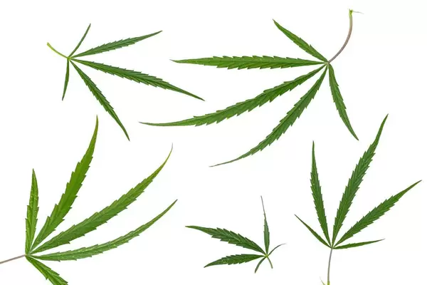 Green cannabis leaves on white background