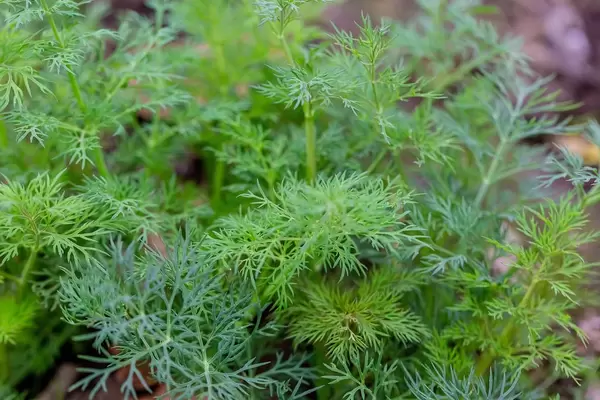 Green dill