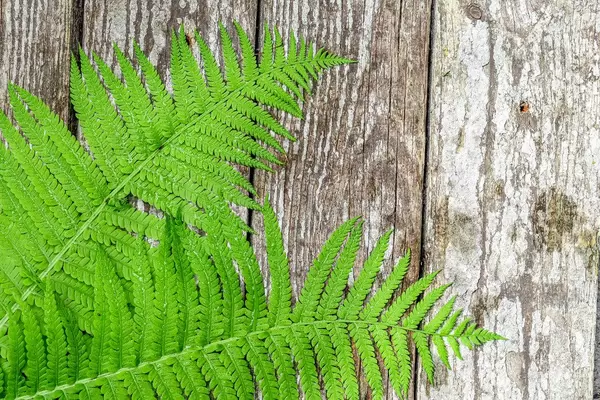 Green fern leaves ( Blechnum spicant ) on wooden background (Flip 2019)