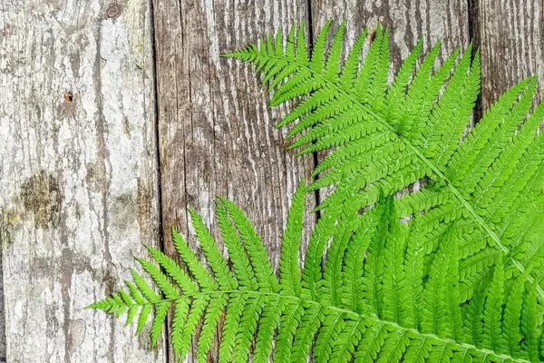 Green fern leaves ( Blechnum spicant ) on wooden background