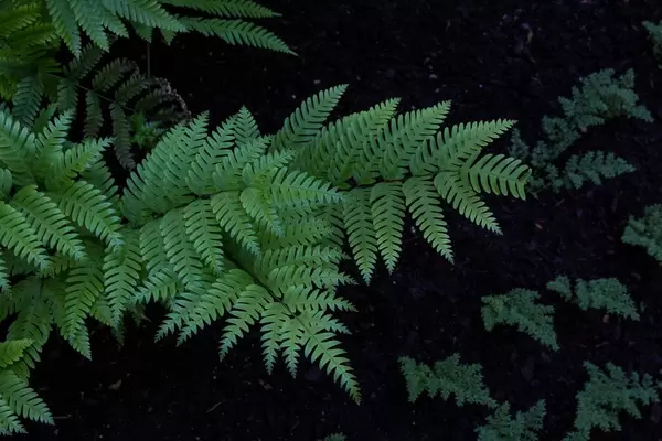 Green fern leaves
