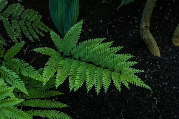 Green fresh fern