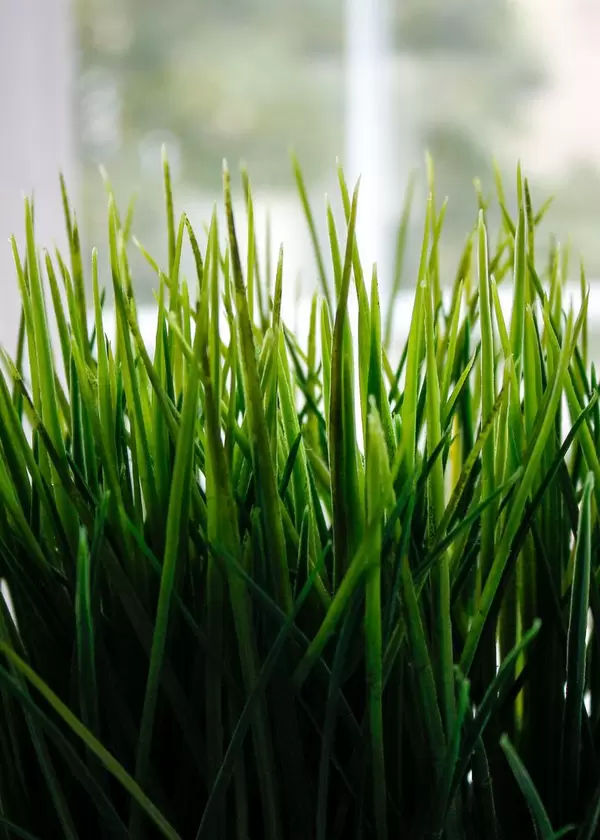 green grass close up