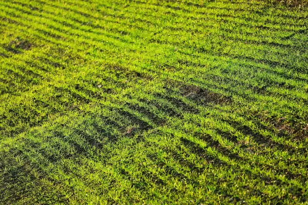 Green grass field, seen from above