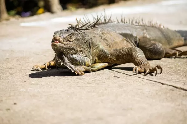 Green iguana on cement floor