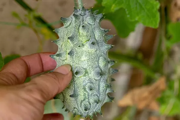 Green kiwano matures on the bush