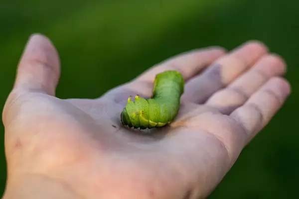 Green Larva about to become a Butterfly
