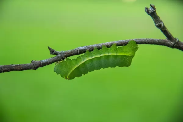 Green Larva in a Branch