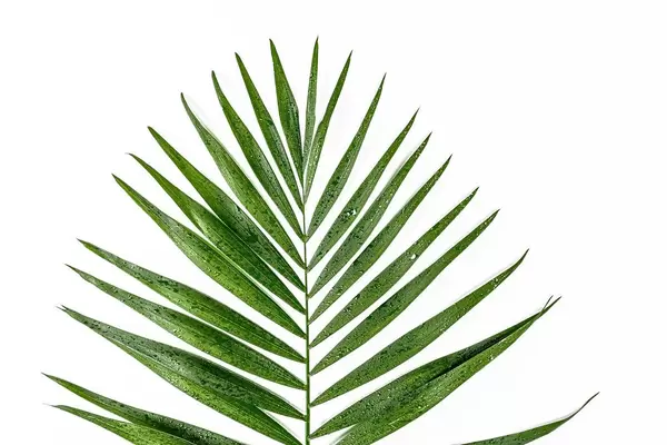 Green leaf with water drops on white background. Top view (Flip 2019)